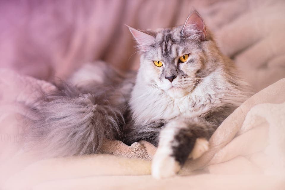 Maine Coon silver : Tout ce qu’il faut savoir