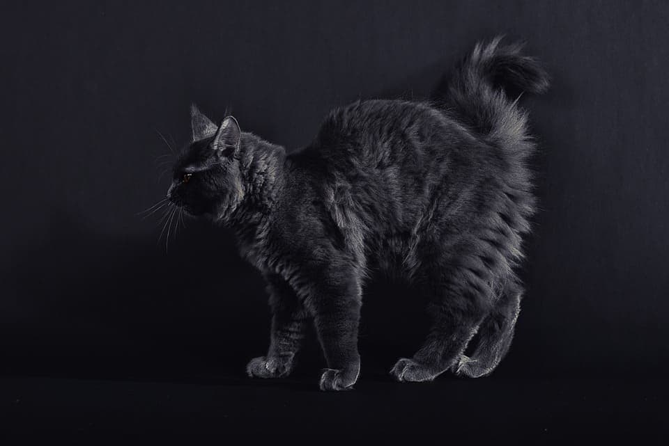 Maine Coon Smoke : Tout ce qu’il faut savoir