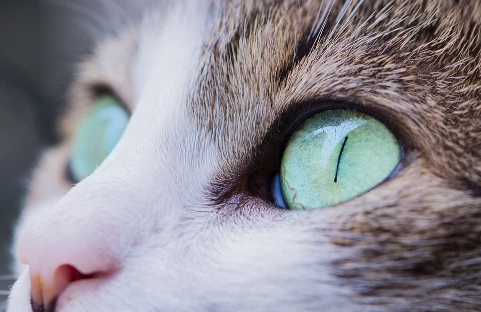 Chat qui a les yeux qui coulent : Les causes et leurs solutions