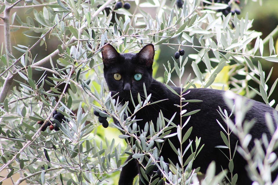 Pourquoi les chats aiment les olives ?