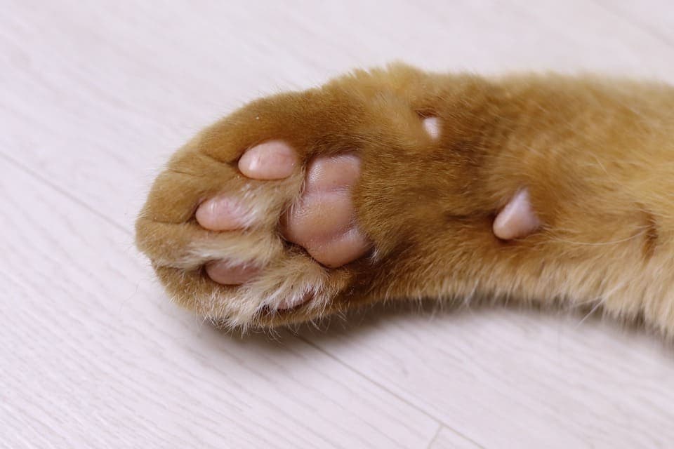 Mon chat m’attaque les pieds la nuit : Pourquoi et que faire?
