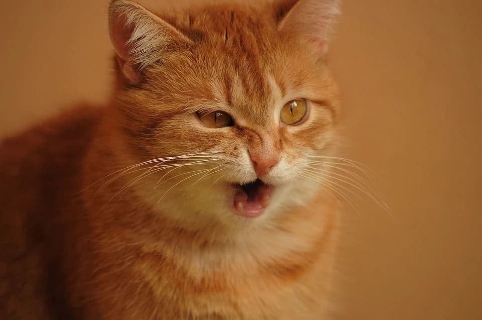 Chat qui éternue : Remèdes naturels