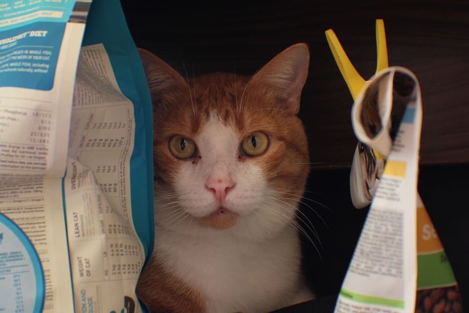 Chat qui ne mange pas : Comprendre et agir