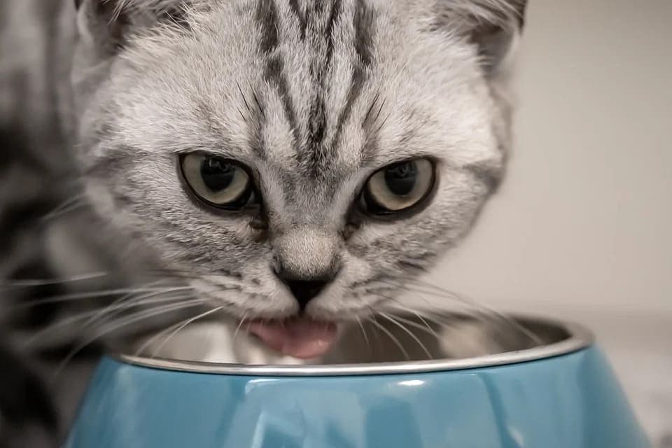 Chat qui ne mange plus : Comprendre et agir