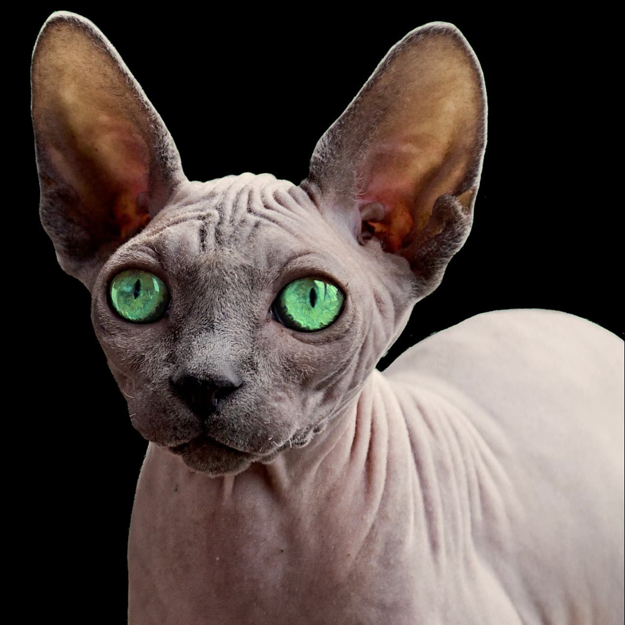 Tout savoir sur le chat sphynx
