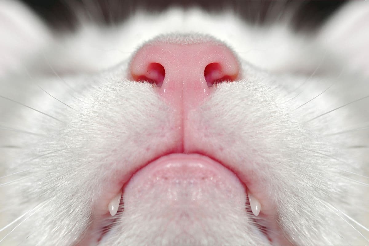 Le nez du chat : tout ce que vous devez savoir pour comprendre sa santé