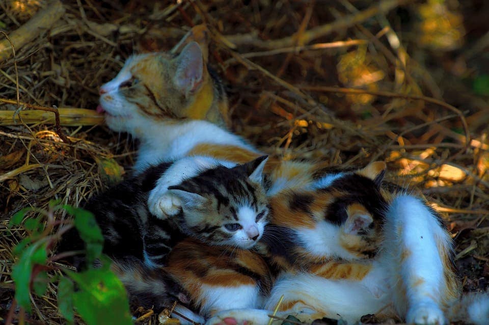 Combien y a t-il de chaton par portée ?