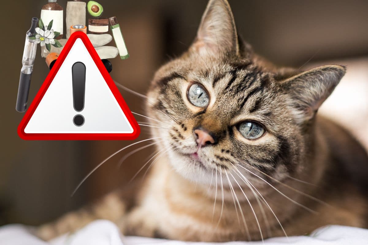 Voici 8 objets à ne jamais laisser à la portée de votre chat : assurez sa sécurité !