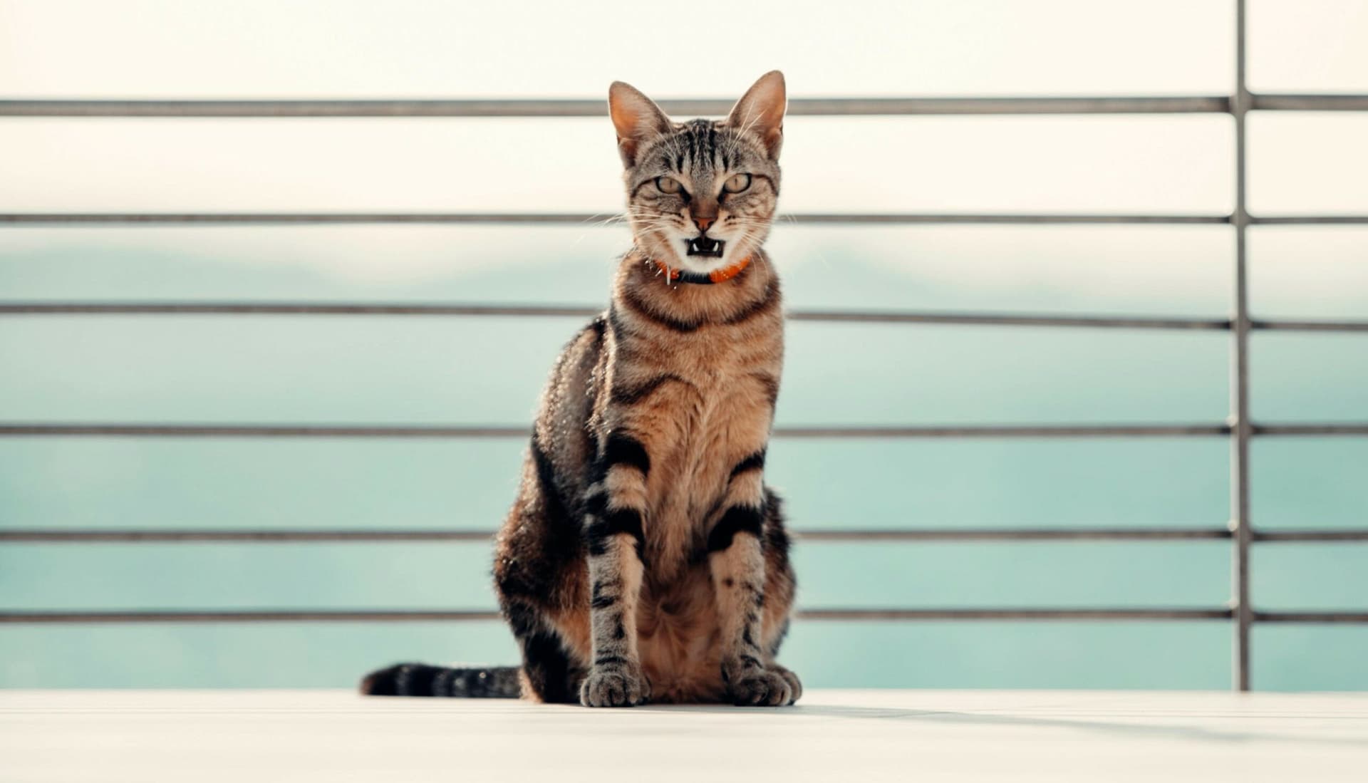 Sokoké : Le trésor caché du Kenya