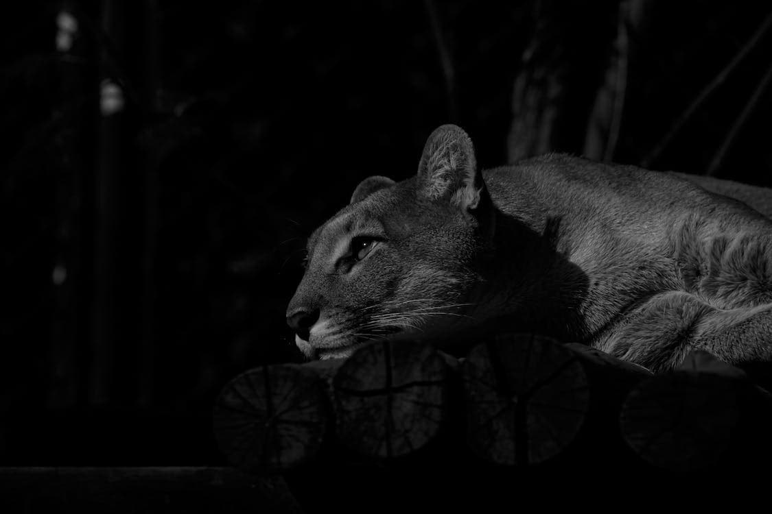 Faut-il laisser la lumière à un chat la nuit ?