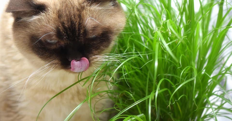 Pourquoi les chats mangent de l’herbe ?