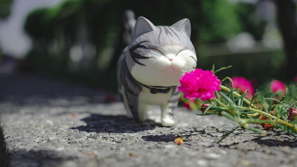 Comment promener son chat en toute sécurité ?