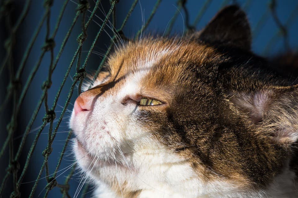 Protéger son chat: Le guide de A à Z