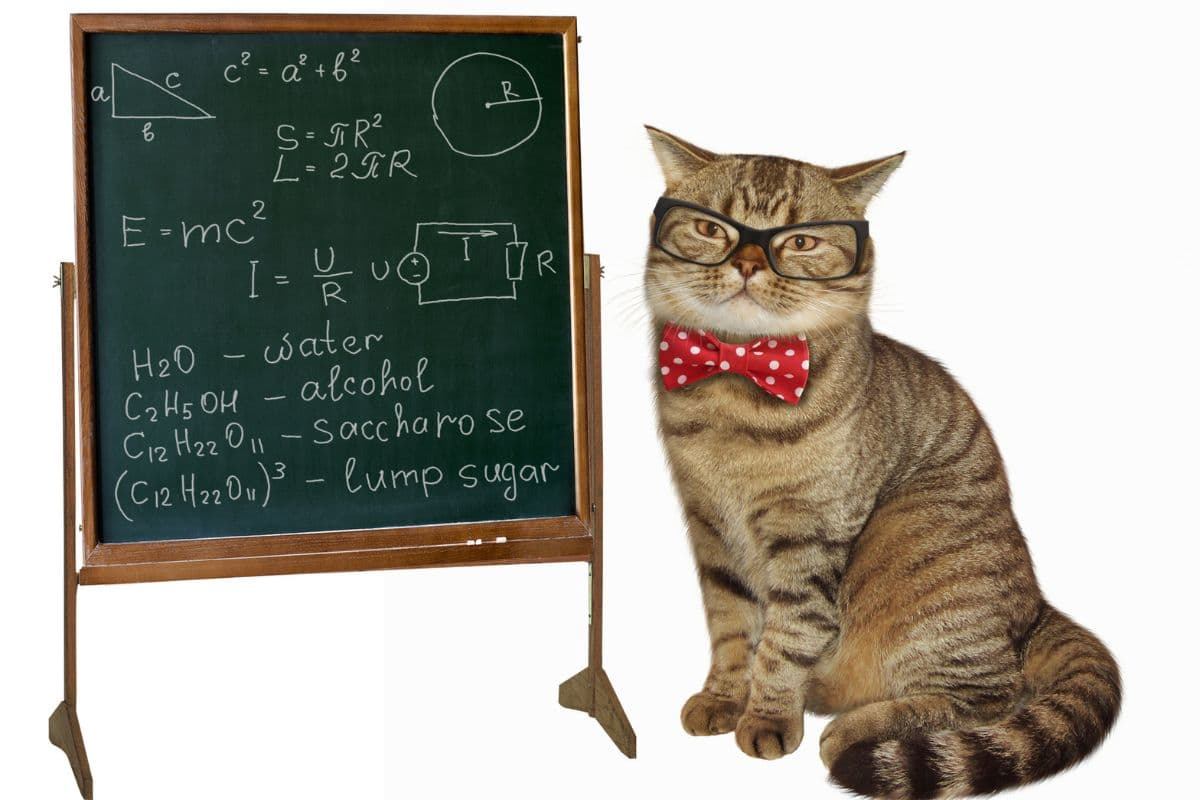 Découvrez les races de chats les plus intelligentes : est-ce que la vôtre en fait partie ?