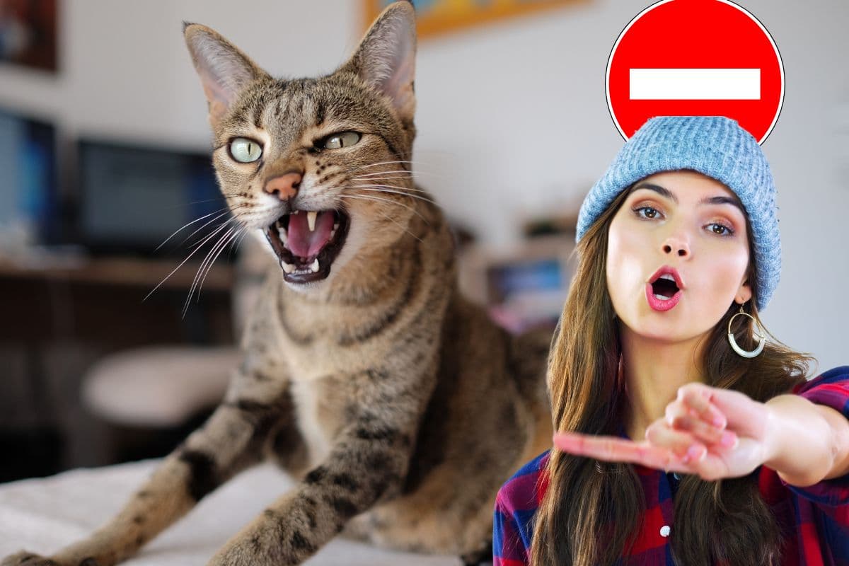 Les races de chats interdites dans le monde : ce que vous devez absolument savoir !