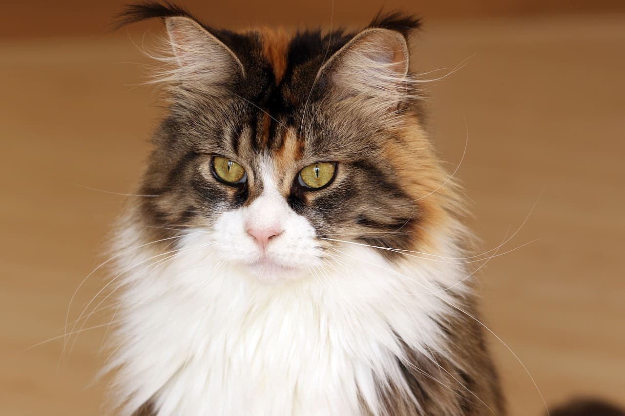 Comment reconnaître un Maine Coon ?