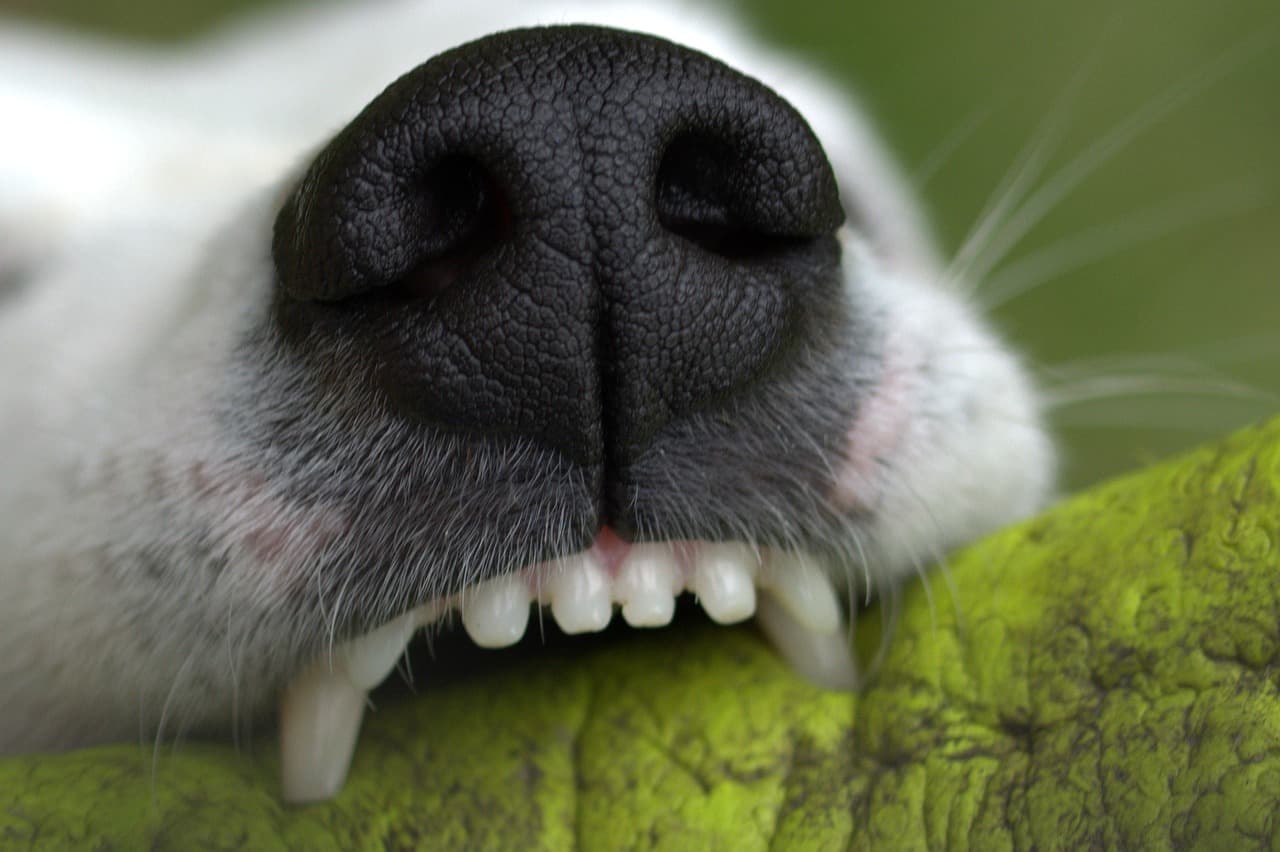 Détartrage des dents pour chien : protégez la santé bucco-dentaire de votre animal de compagnie