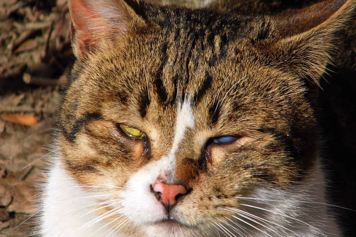 Comment prendre soin d’un chat aveugle : conseils pratiques et bienveillants !