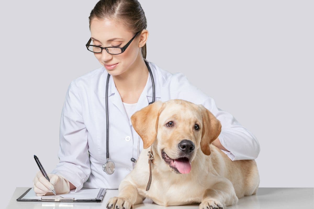 Découvrez les meilleures applications et technologies au service des animaux pour améliorer leur bien-être !