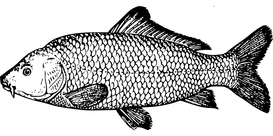 Peut on donner du thon a un chat ou a un chaton ?