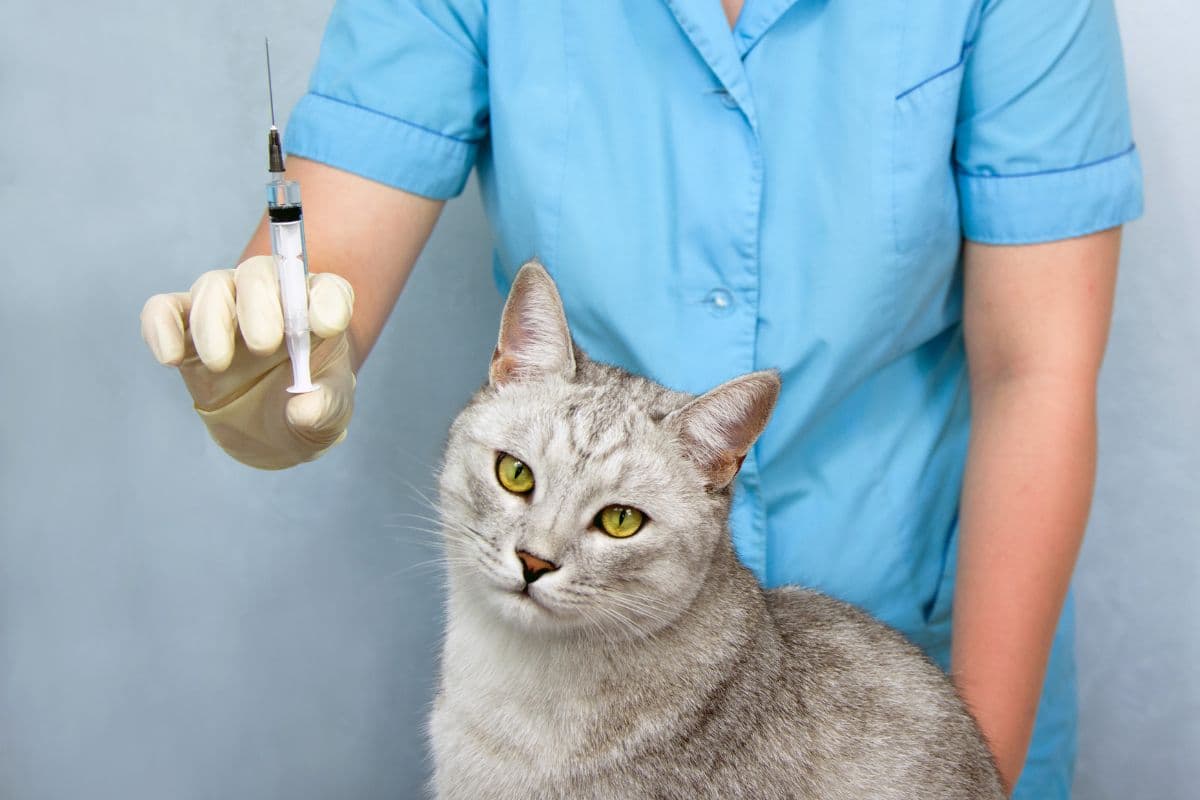 Doit-on vacciner son chat même s’il ne sort pas ? Découvrez ce que vous devez savoir