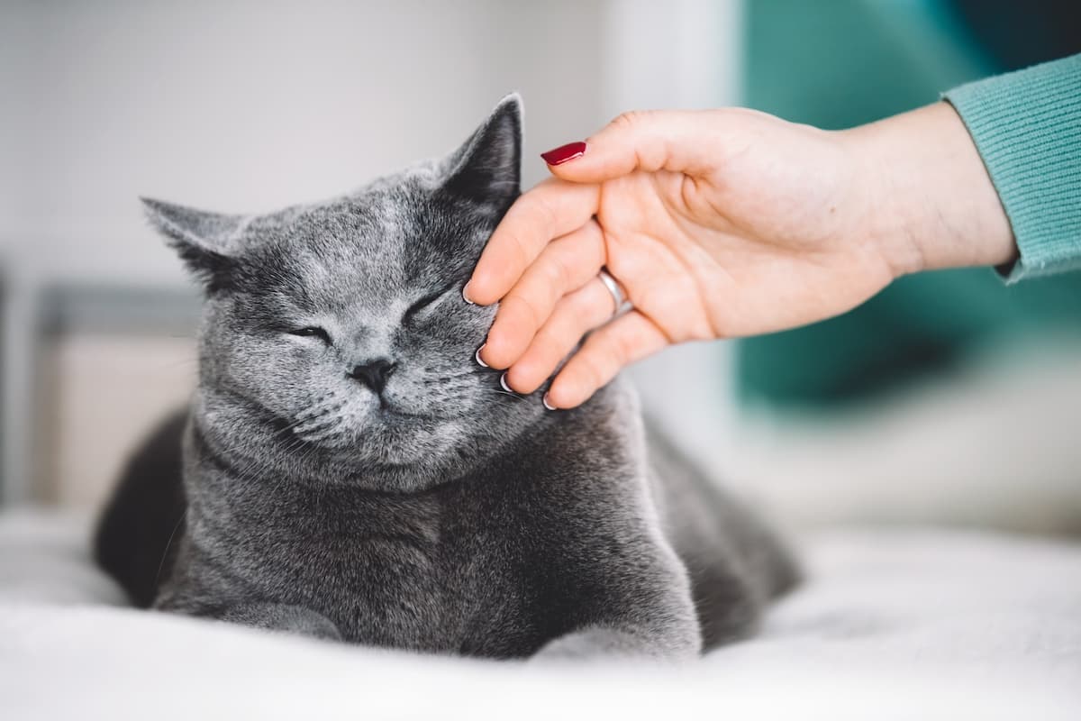 Les bienfaits de la naturopathie pour votre chat