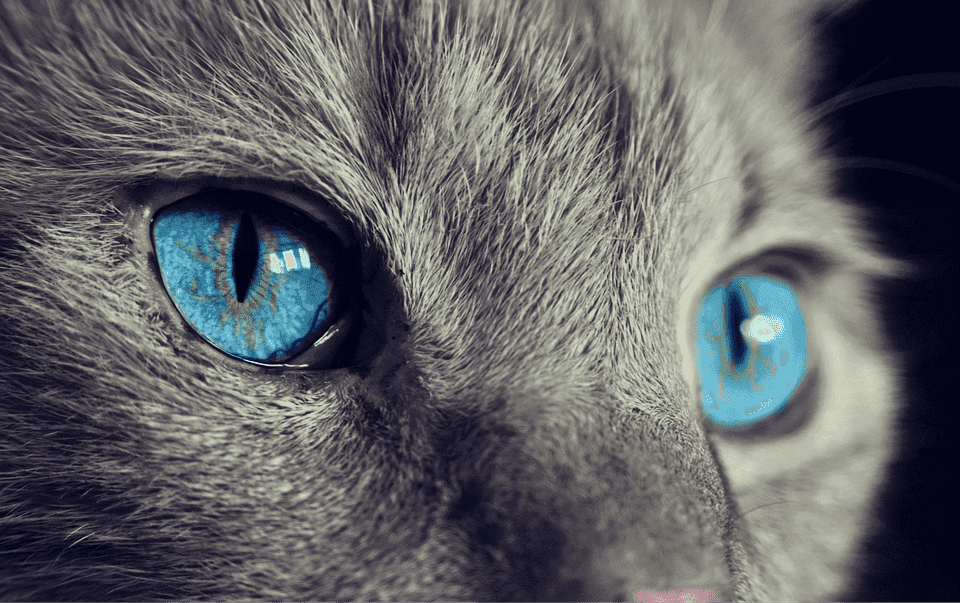Chat qui a les yeux qui coulent transparent : Pourquoi et que faire ?