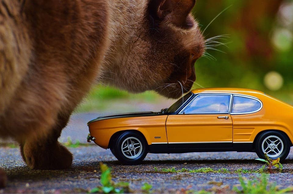 Chat qui bave en voiture : Pourquoi et que faire ?