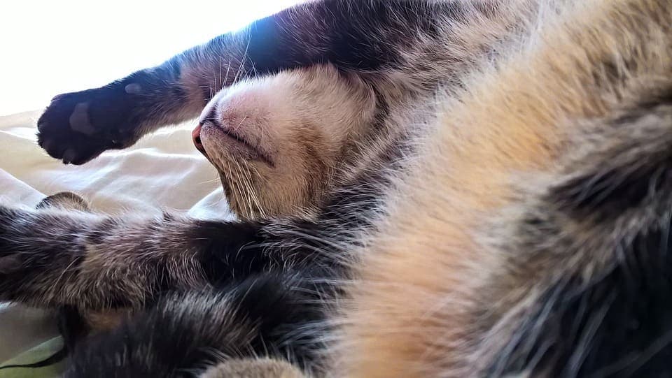 Chat qui dort sur le dos : Tout ce qu’il faut savoir