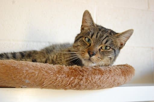 Comment calmer un chat en période de chaleur ?