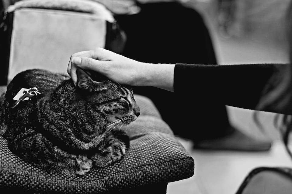 Chat qui se frotte au visage : Pourquoi et que faire ?