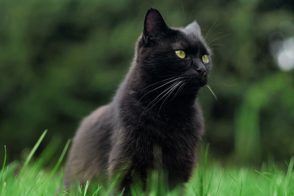 Chat noir avec une tâche blanche : Tout ce qu’il faut savoir