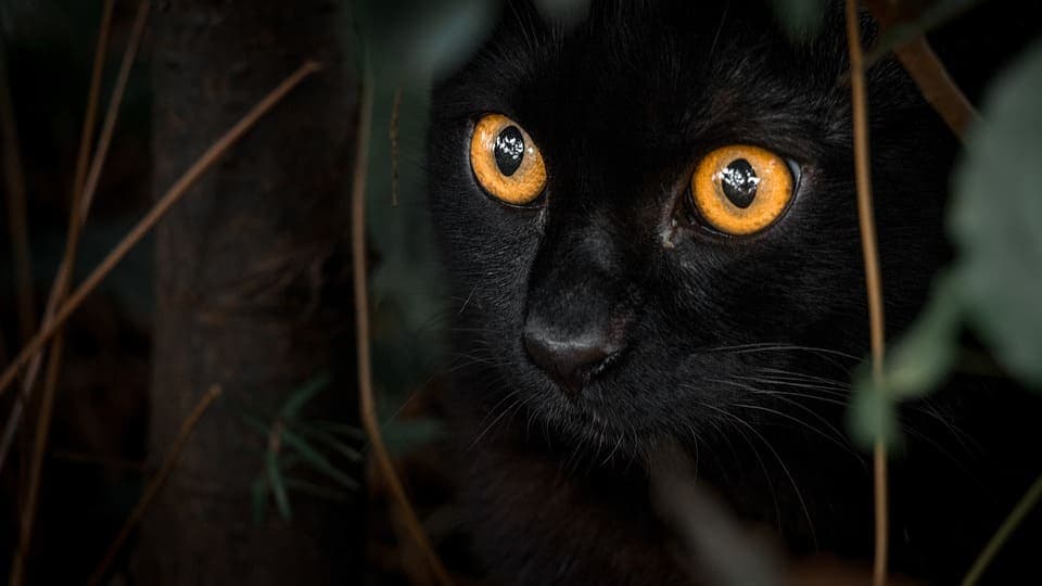 Chat noir aux yeux oranges : Les races et ce qu’il faut savoir ?