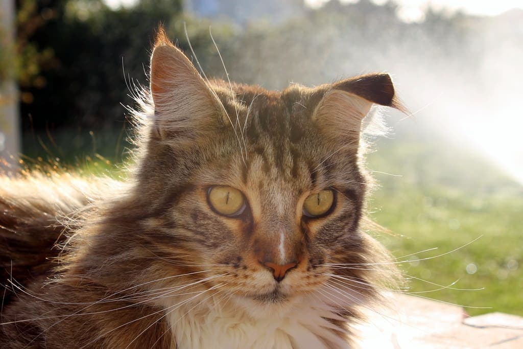 Mon chat a une oreille pliée : Comprendre et agir