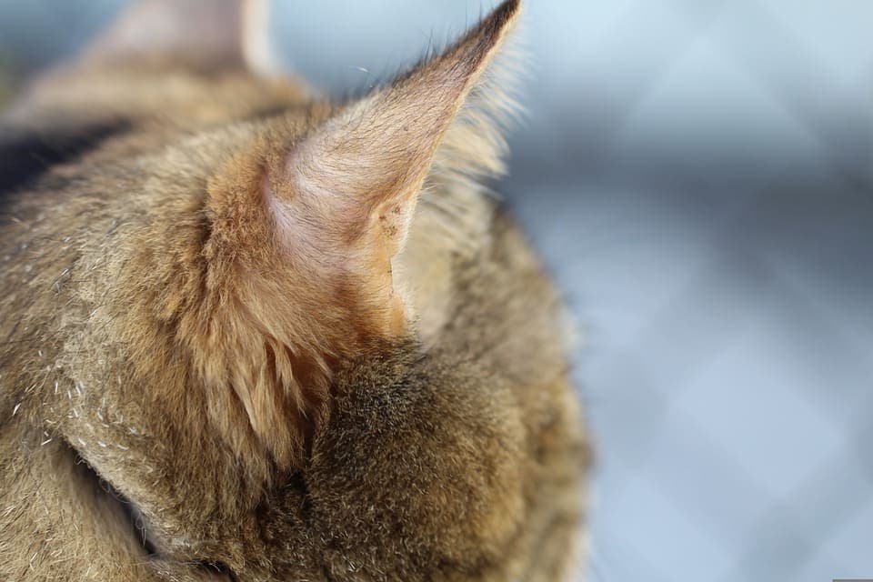 Chats aux oreilles pointues : Les races et tout ce qu’il faut savoir