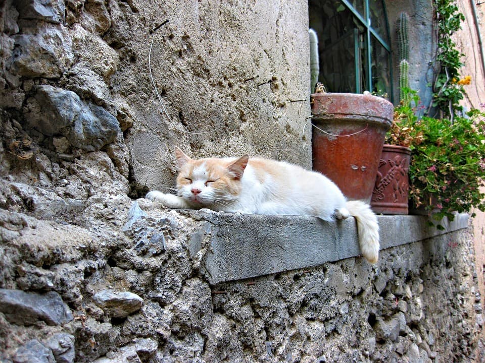 Chat qui ne mange plus et dort tout le temps : Pourquoi et que faire ?