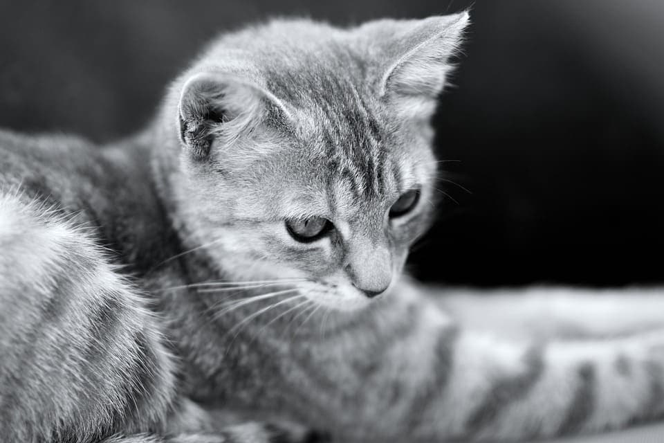 Chat tigré gris et blanc : Tout ce qu’il faut savoir