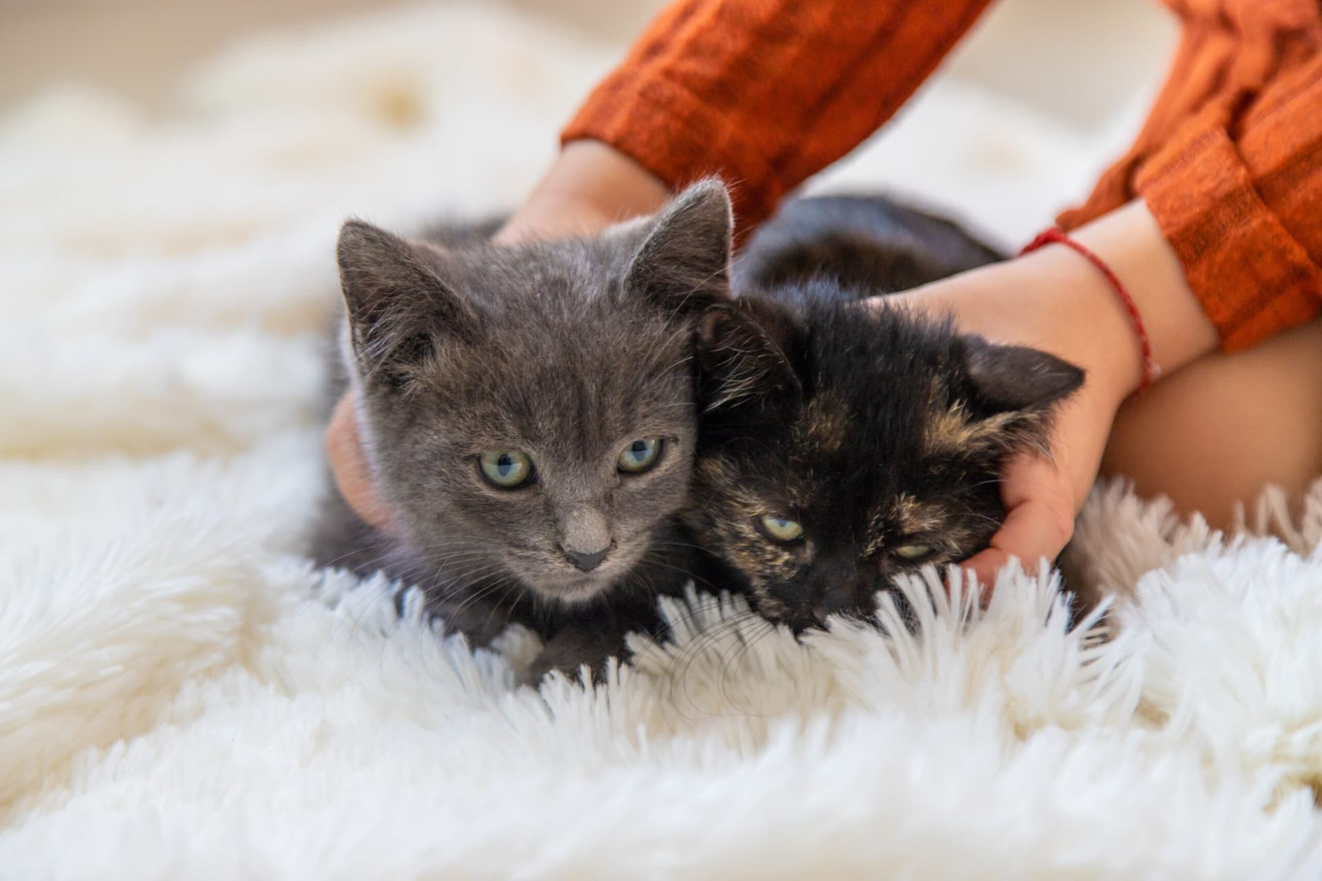 2025 : Les 9 prédictions étonnantes sur la santé des chats