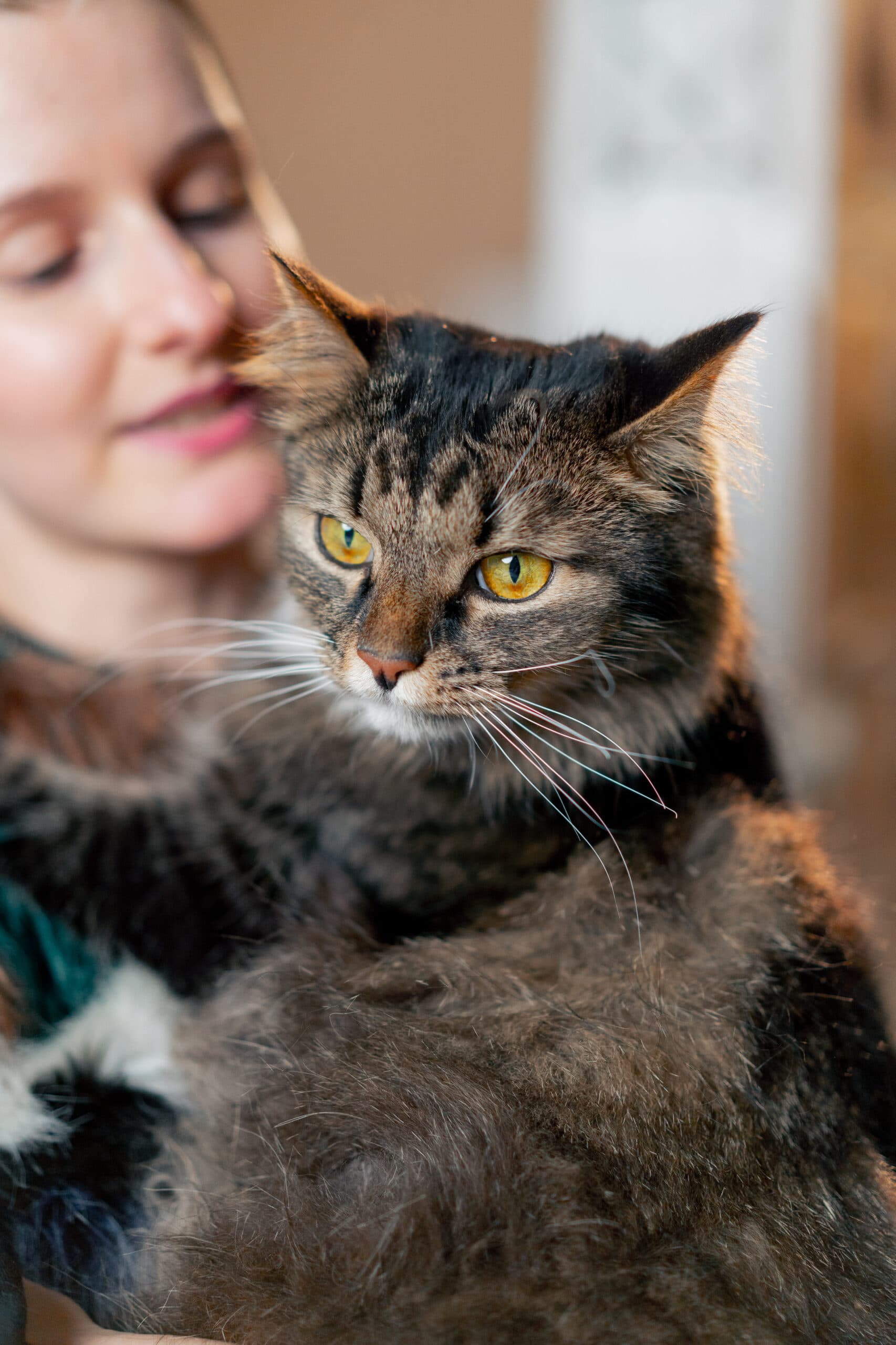 Assurance santé chat : le guide complet pour protéger votre animal sans vous ruiner