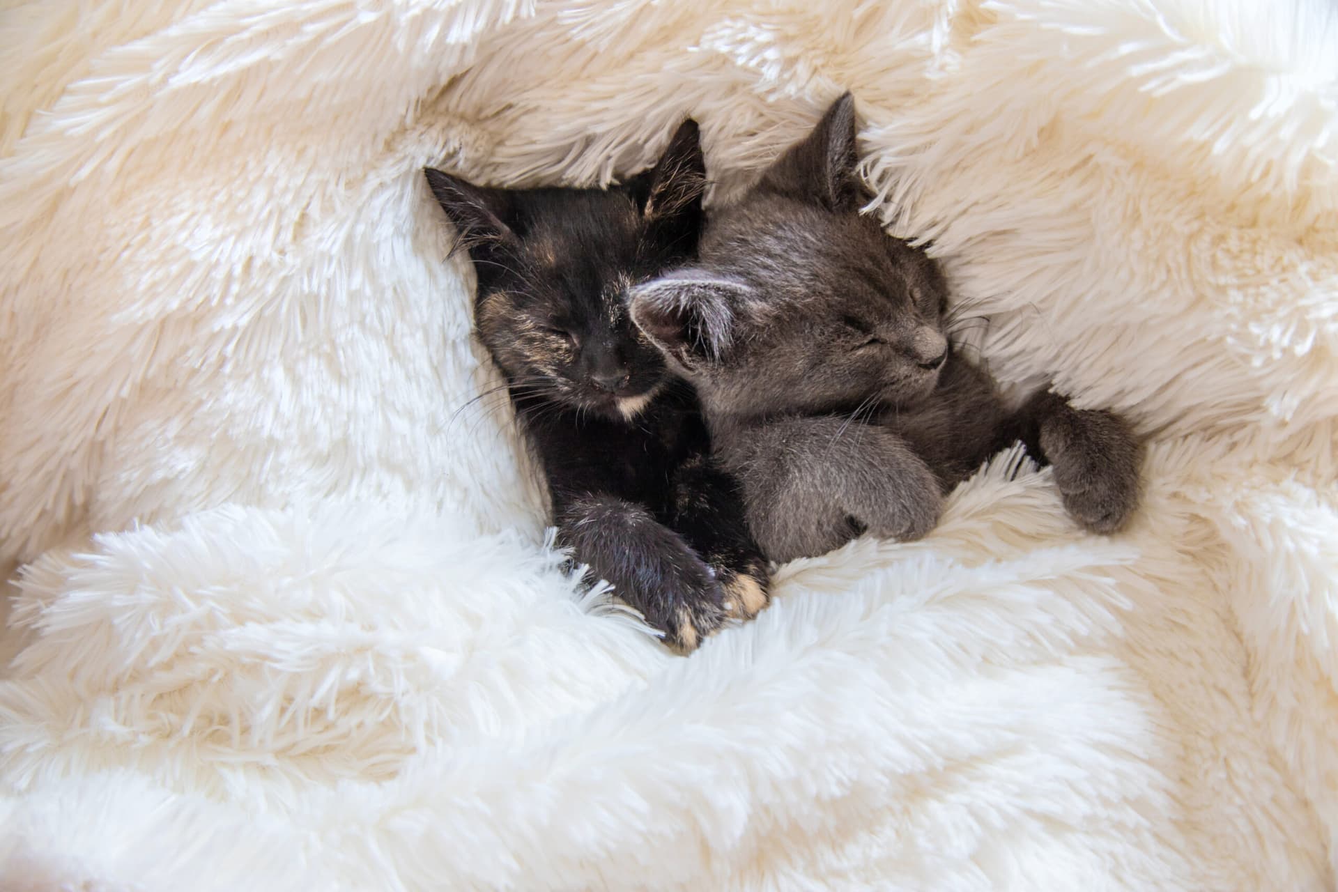 5 remèdes naturels puissants contre les boules de poils