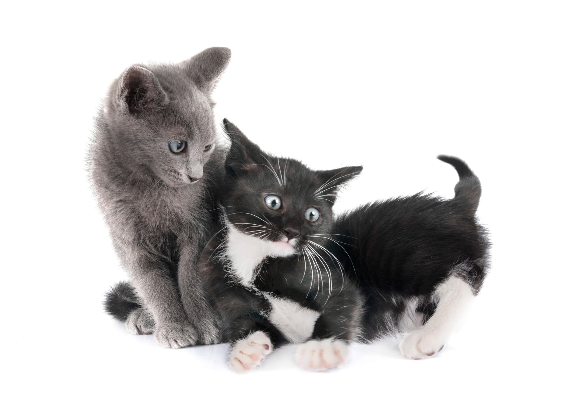 Le collier anti-étranglement pour chat : un accessoire essentiel pour sa sécurité