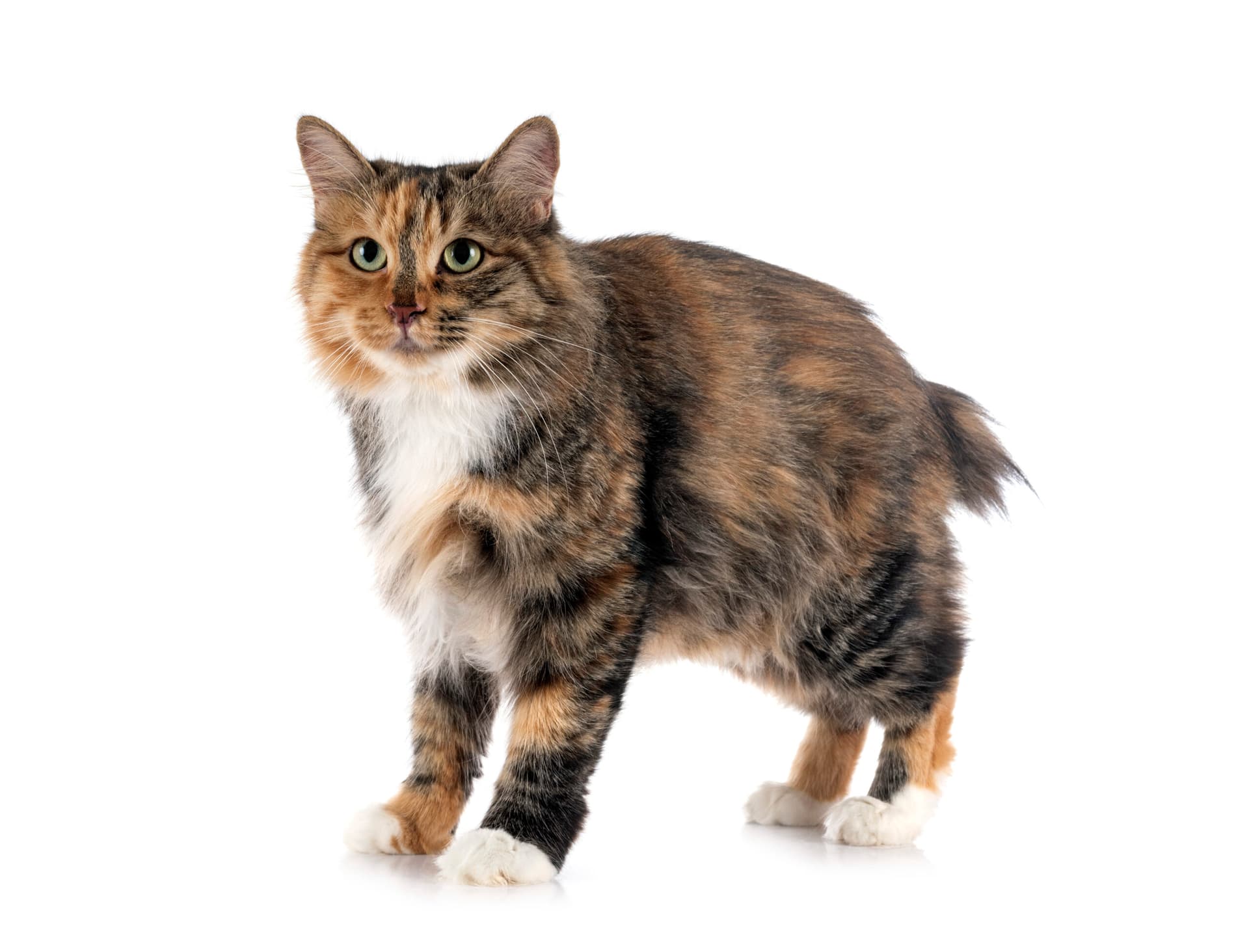 Bobtail des Kouriles : Le félin énergique au look distinctif