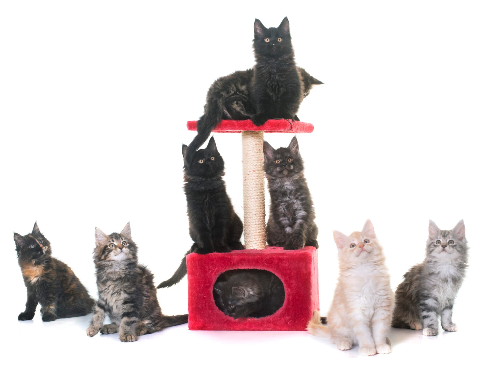 Les meilleures méthodes pour dresser un chat : comparatif et conseils