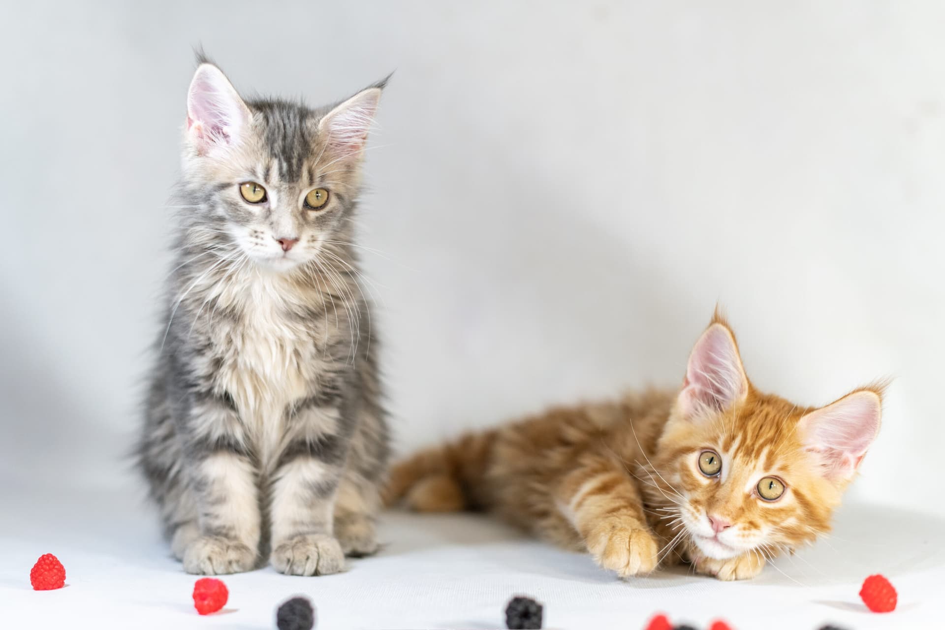 Chats tigré blanc et gris : le charme irrésistible de nos félins préférés