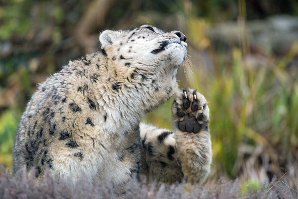 Chat qui se gratte : Pourquoi et que faire ?