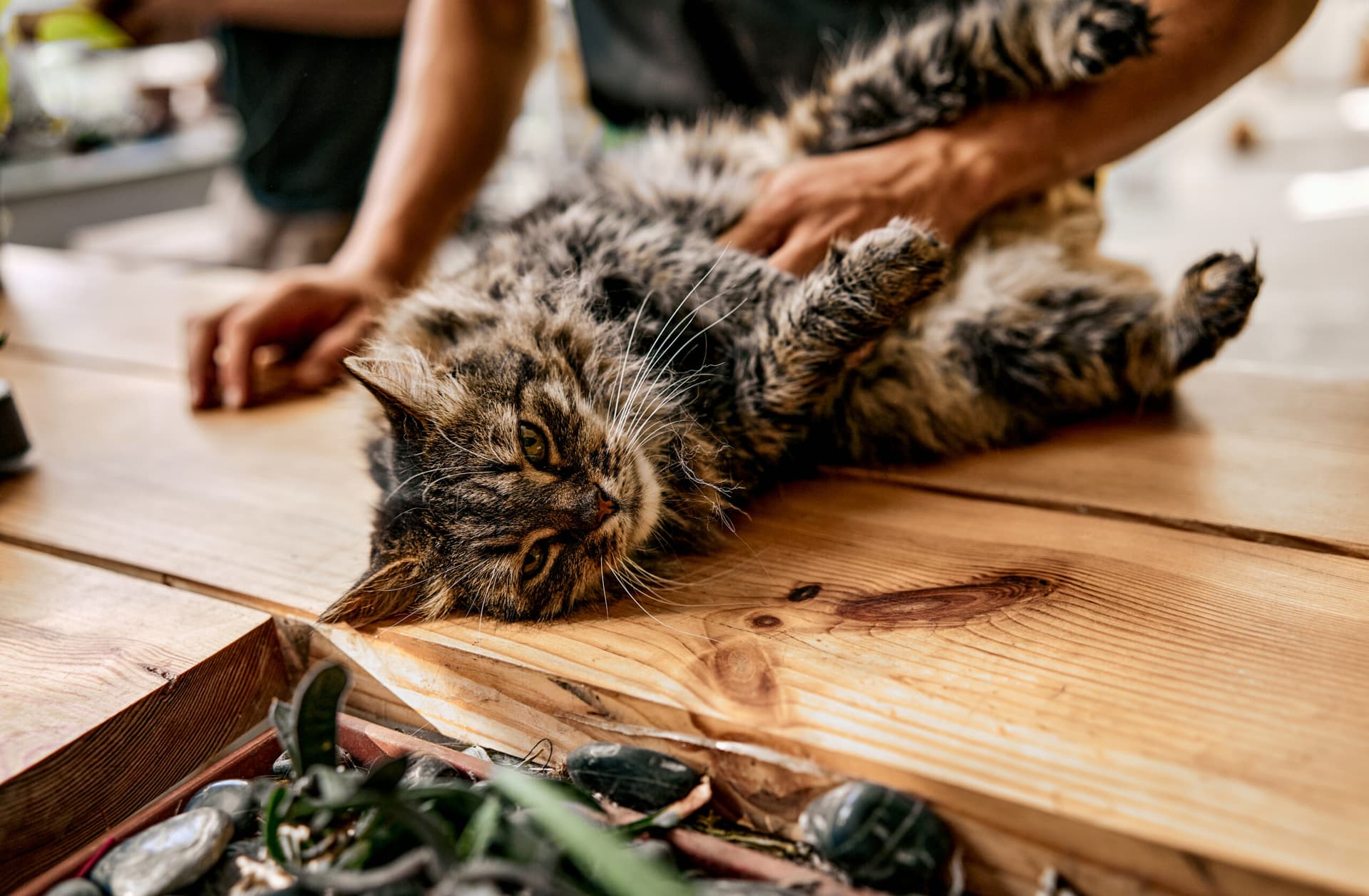 Les chats, animaux extraordinaires : 10 faits qui vous étonneront