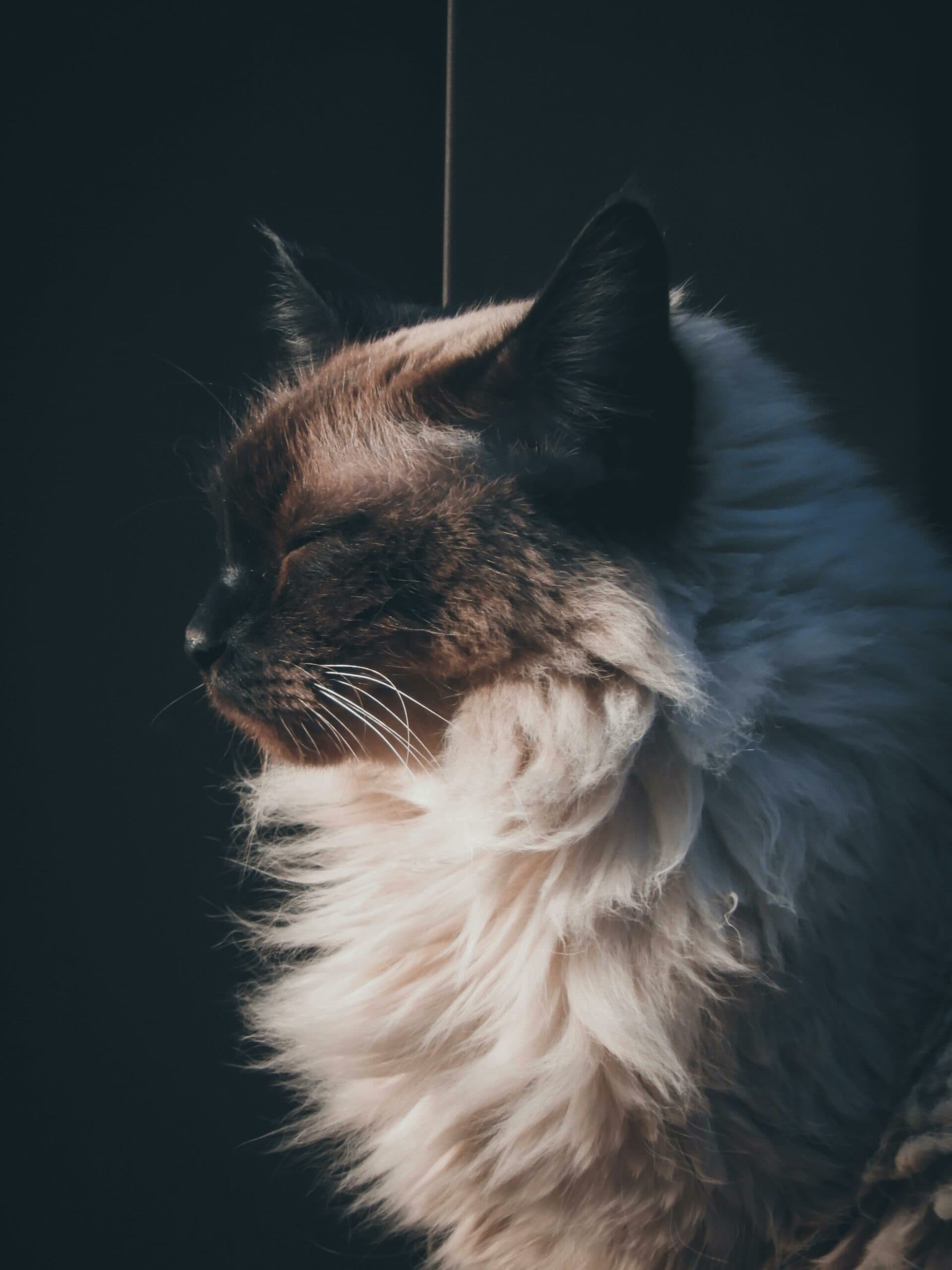 Raggamuffin : Le géant doux au cœur d’or