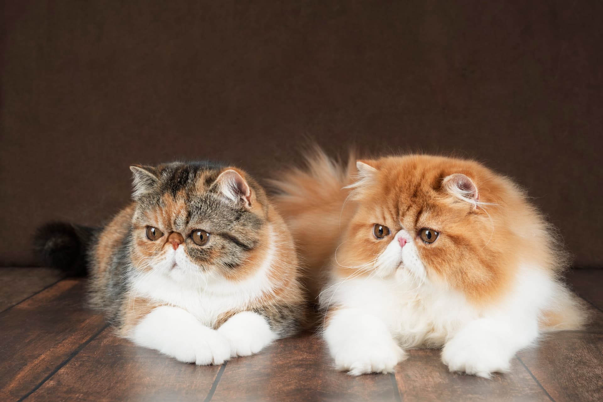 9 faits étonnants sur les chats, ces animaux qui nous fascinent