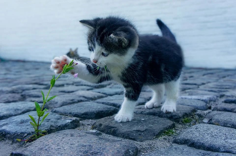 chat qui perd