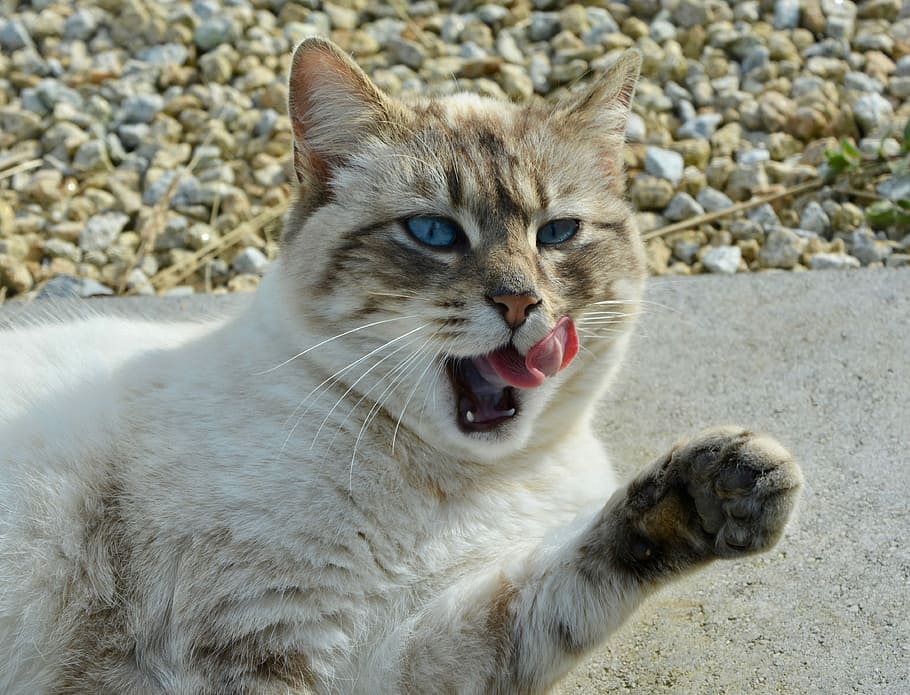 Chat Qui Tire La Langue Pourquoi Et Que Faire Nature De Chat